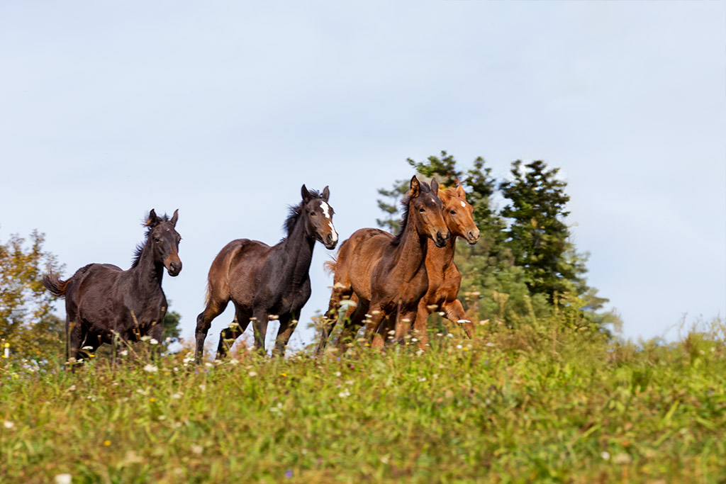 f_tiere_fohlen_IMG_6434