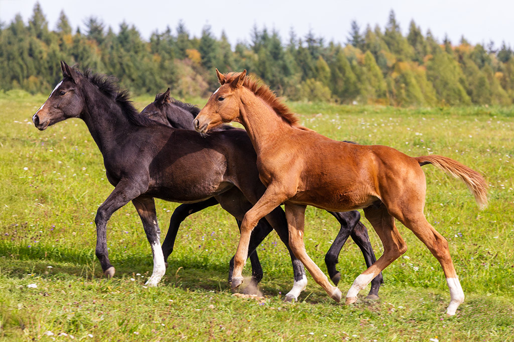 f_tiere_fohlen_IMG_6487