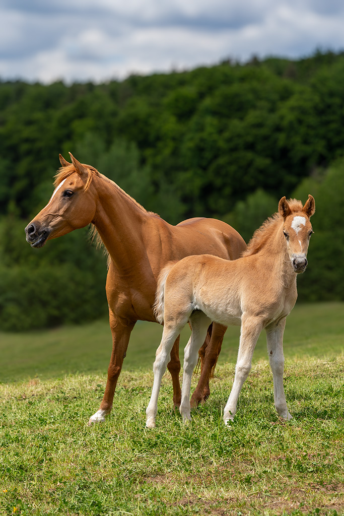 f_tiere_fohlen_MG_2755