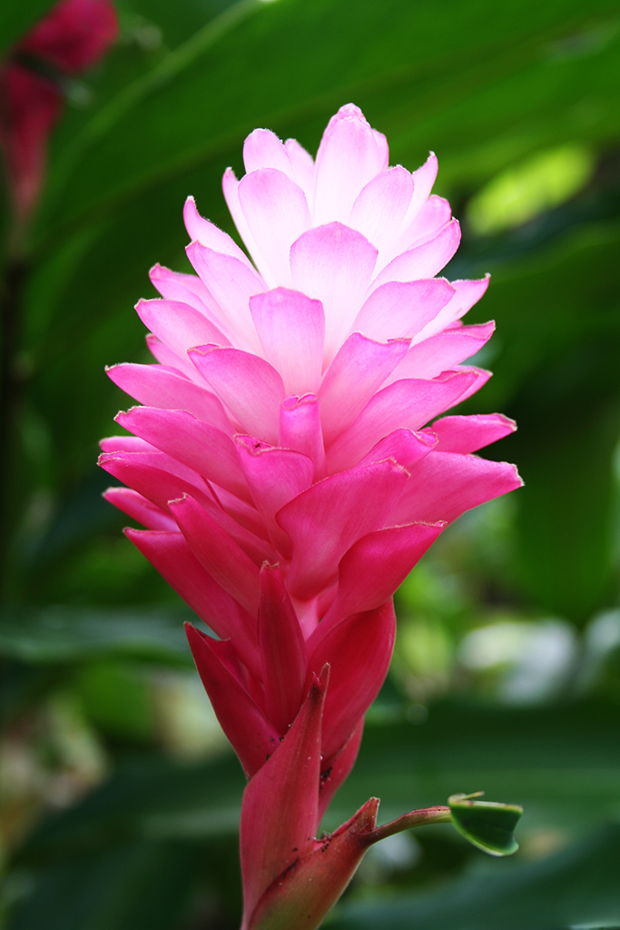 Nahaufnahme einer pinken Blüte mit strahlend weißem Zentrum, das durch das Licht hervorgehoben wird.